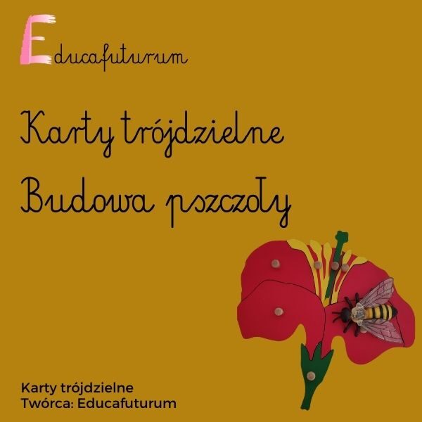 Budowa pszczoły - karty trójdzielne