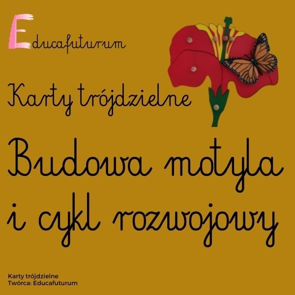 Cykl rozwojowy motyla i budowa motyla - pakiet