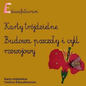 Kopia Budowa pszczoły (1)
