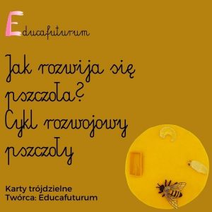 Kopia Cykl rozwojowy pszczoły